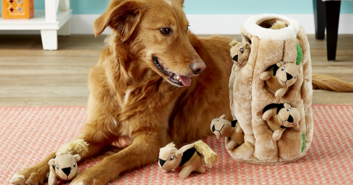 toys for cats and dogs to play together