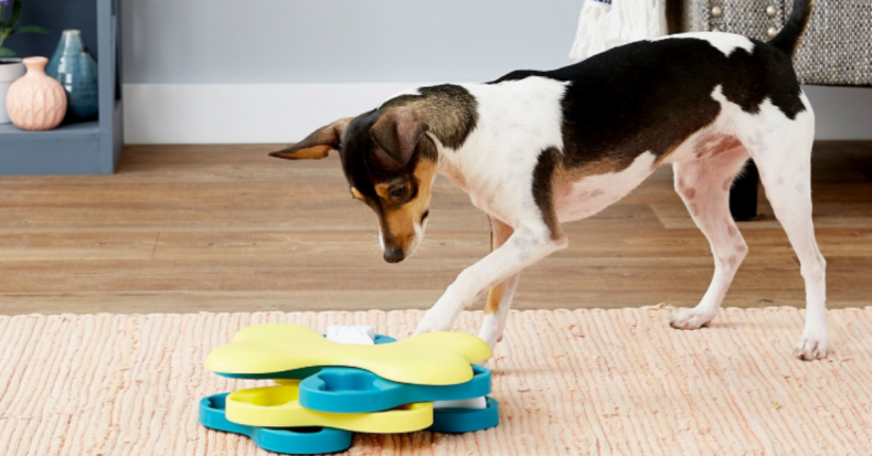 Newsweek AMPLIFY - Interactive Dog Toys