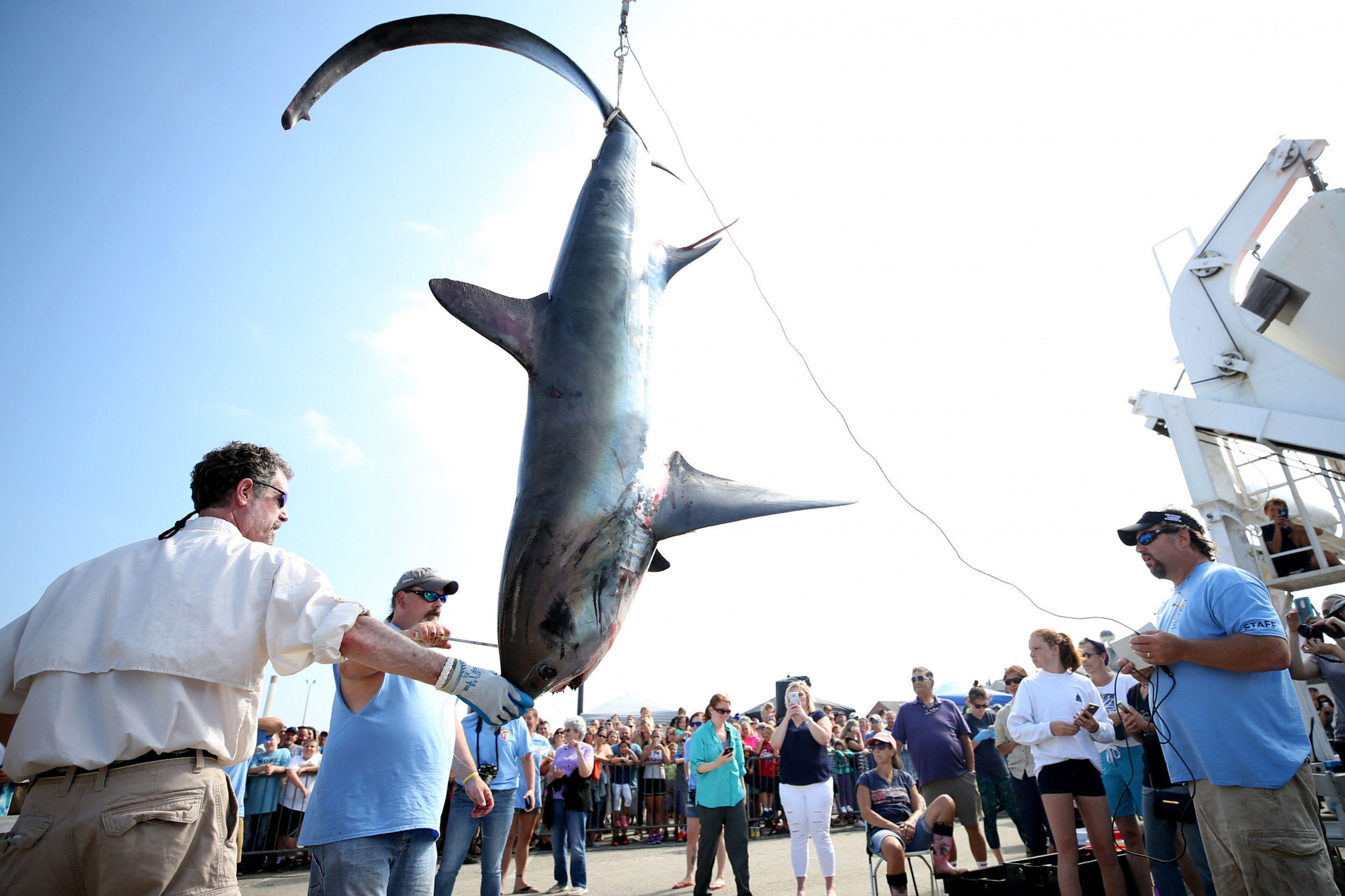 California Lifeguards Capture 6-Foot Shark With Their Bare Hands - Newsweek