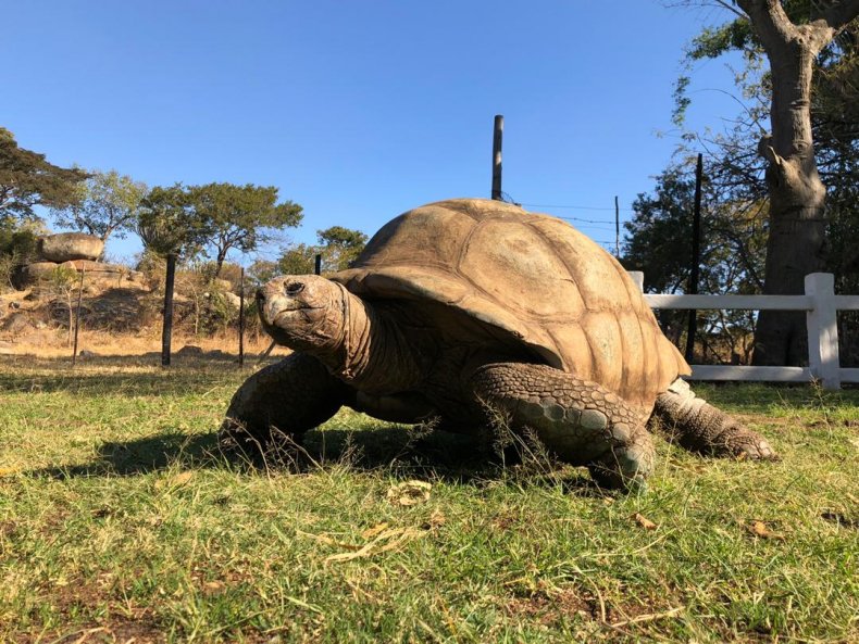 Tommy the tortoise