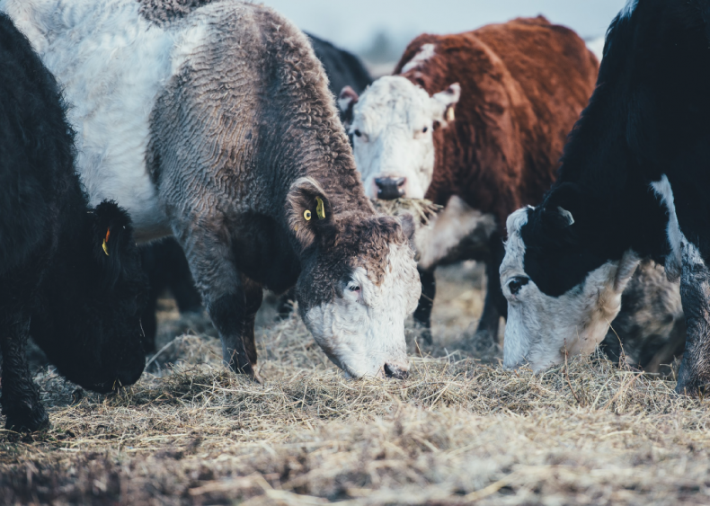 Cattle are significant gas emitters Cattle are significant gas emitters