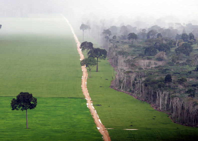 Food production is destroying rainforests
