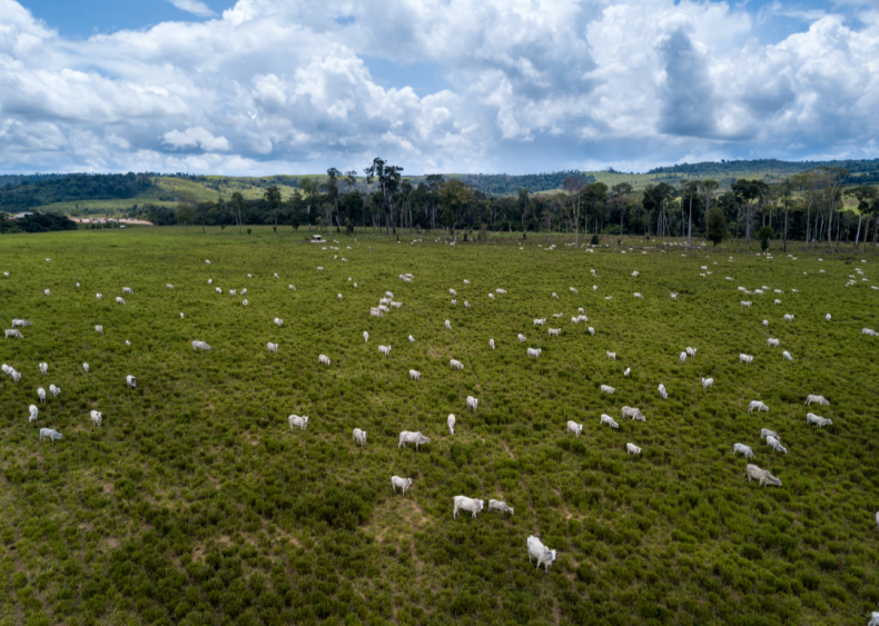 Cattle ranching is a big threat to Amazon