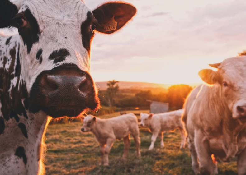 Cow burps are dangerous Cow burps are dangerous