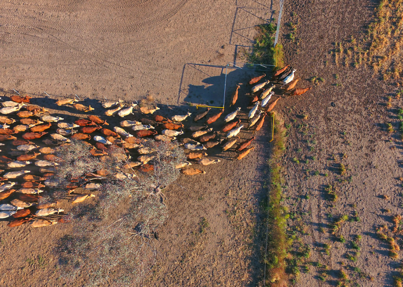 Majority of agricultural land is used for livestock