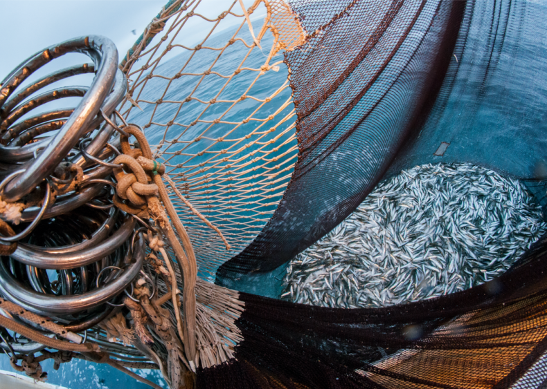 Poorly handled aquaculture can be detrimental