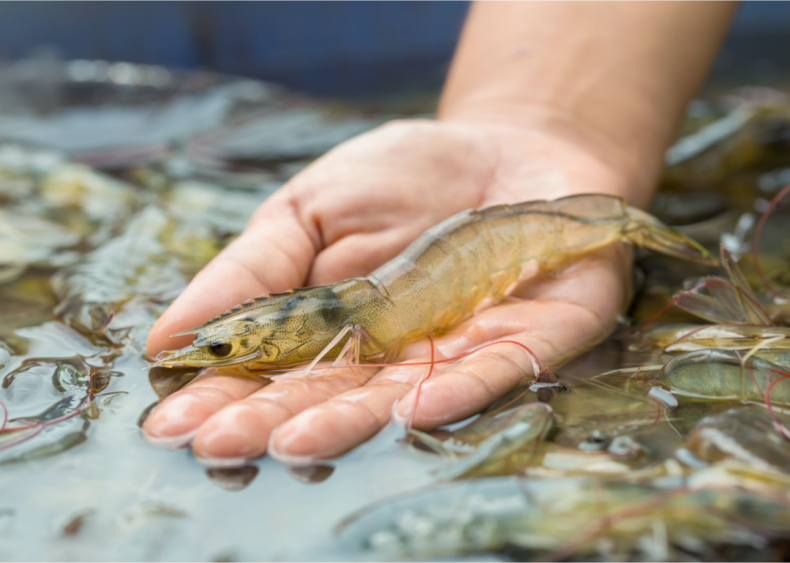 Aquaculture can use more energy than livestock production