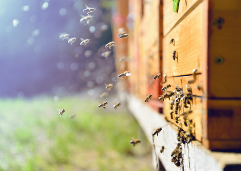 Food production is threatening necessary pollinators