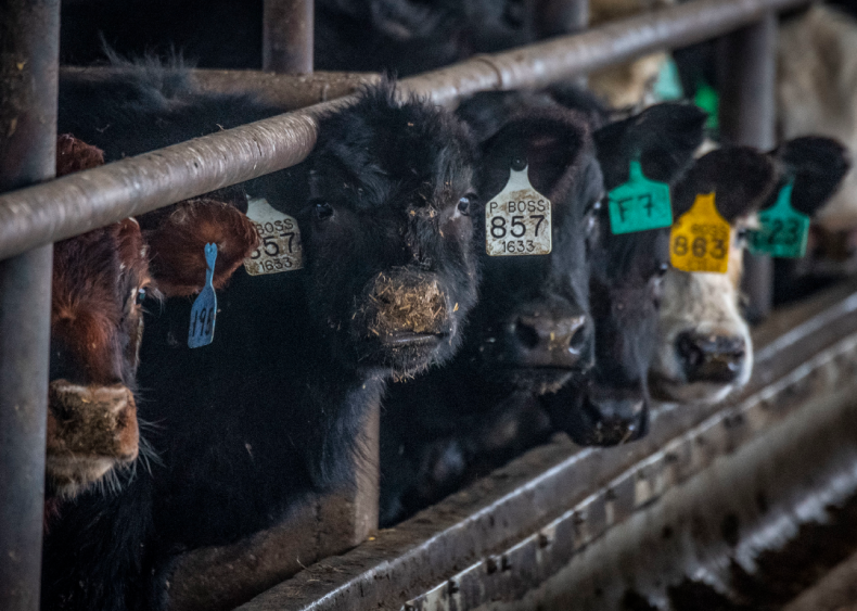 Beef is big contributor to global warming Beef is big contributor to global warming