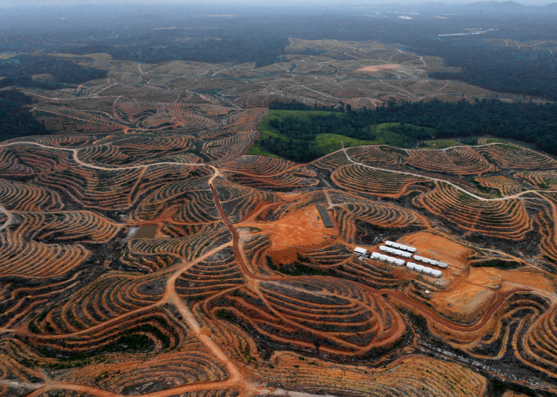 Devastation is tied to palm oil