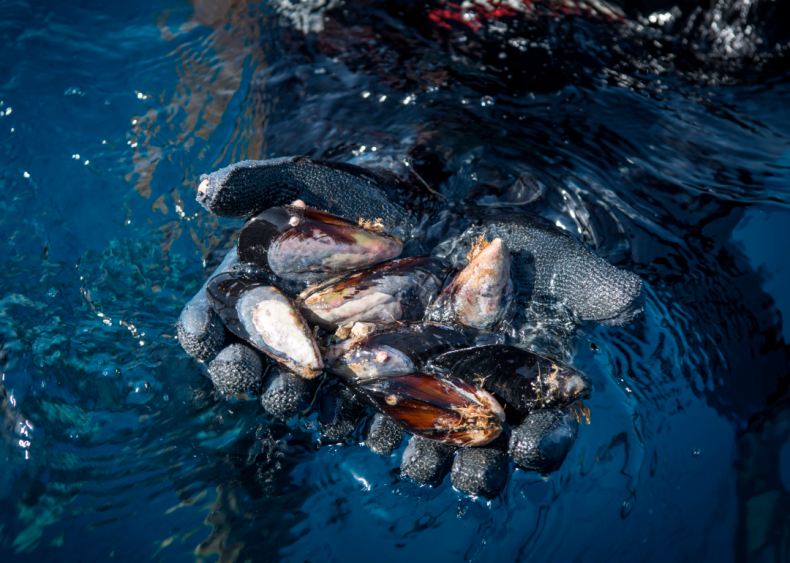 Three cheers for farmed mollusks