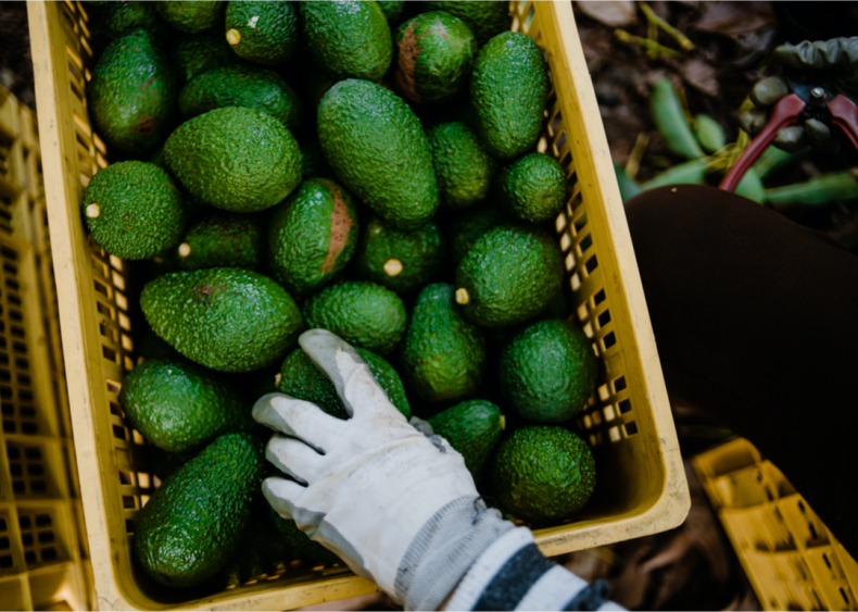 Avocado demand is driving deforestation and water shortages