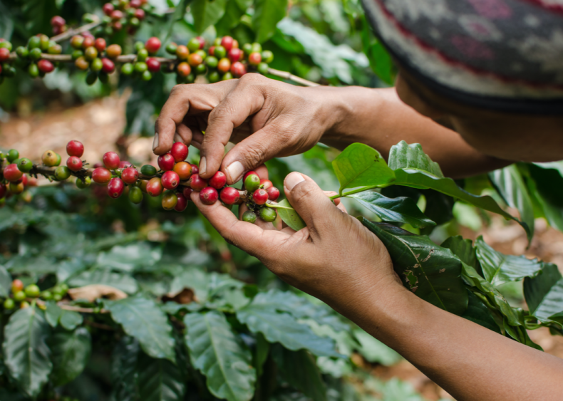 Coffee can lead to deforestation and hurt biodiversity