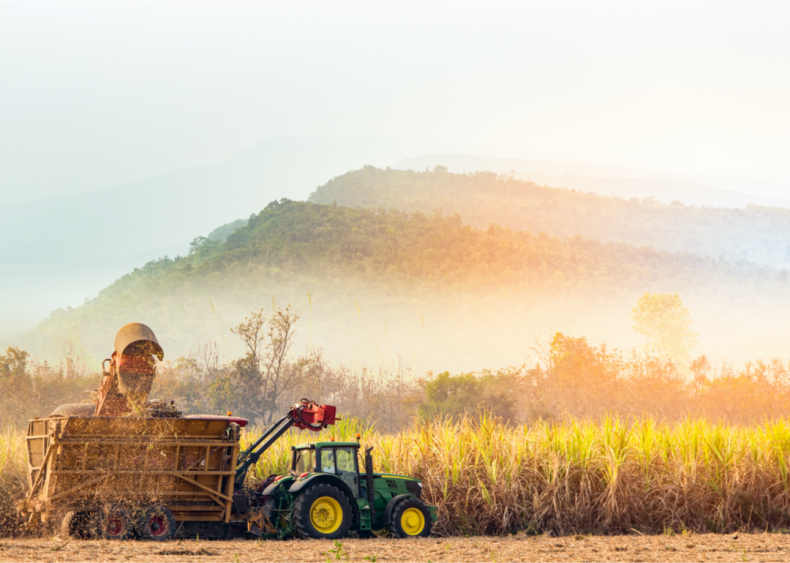Growing sugarcane creates many problems