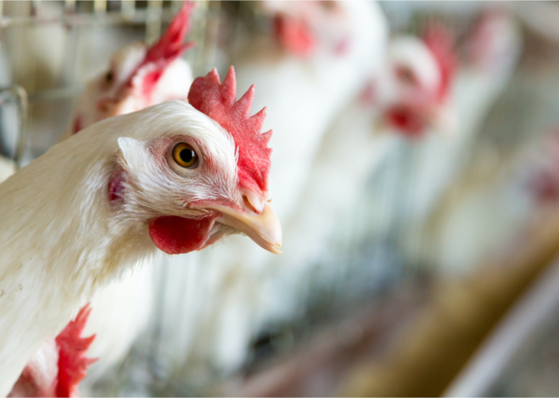 Meat eaters can replace beef with poultry