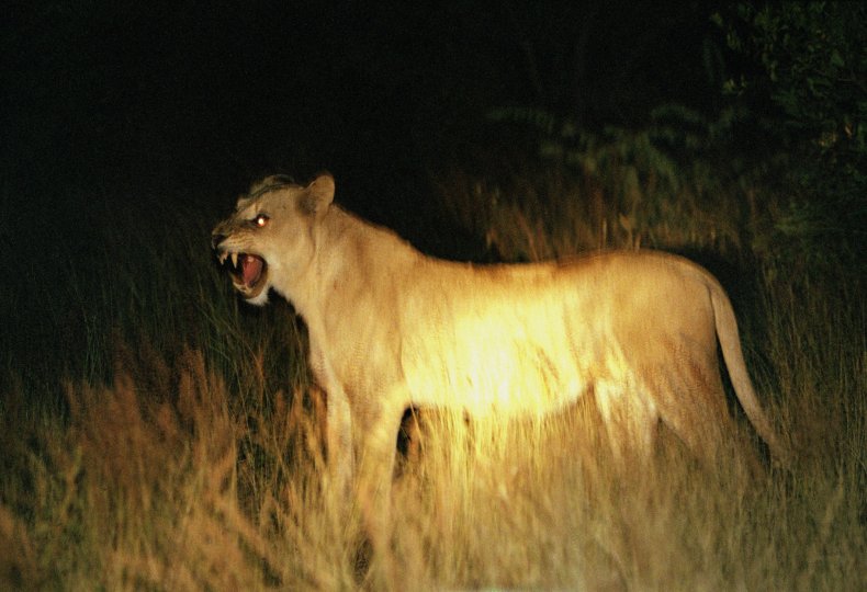 lion-hunting