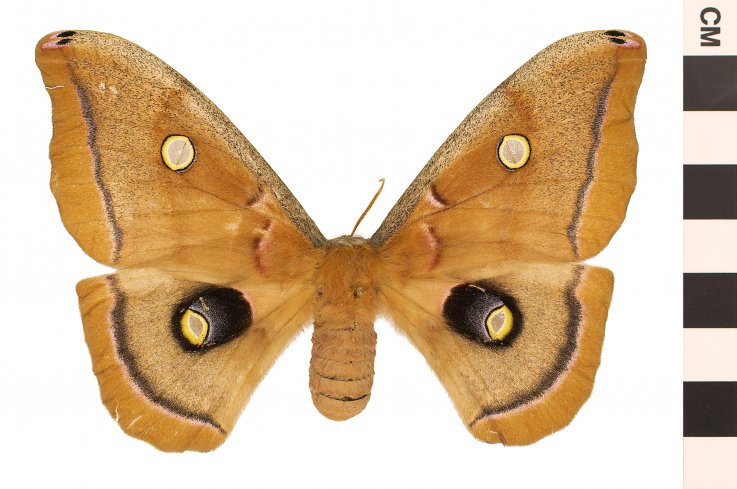 moth