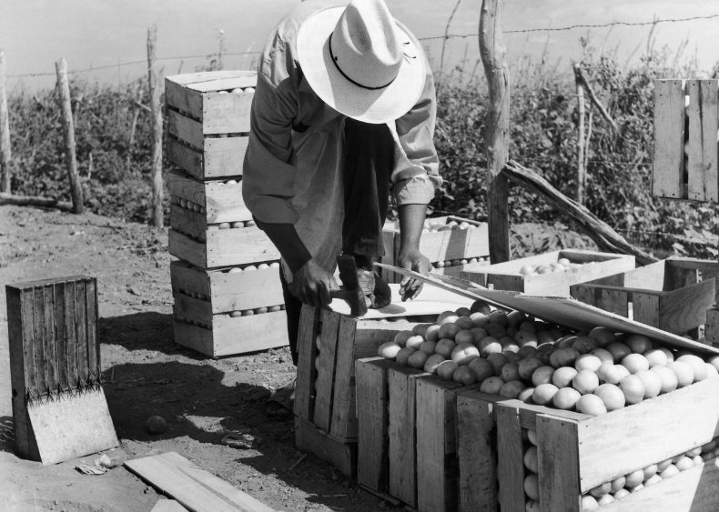 1959: Professor invents machine-harvestable tomato