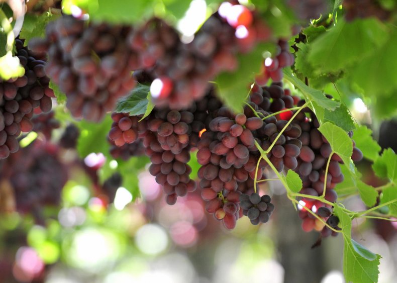 1989: Supermarkets pull Chilean grapes from shelves