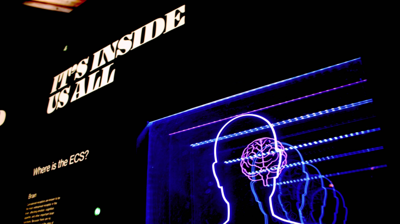 Newsweek AMPLIFY - CBD Brain Health