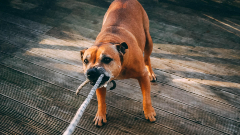 Dog playing tug of war
