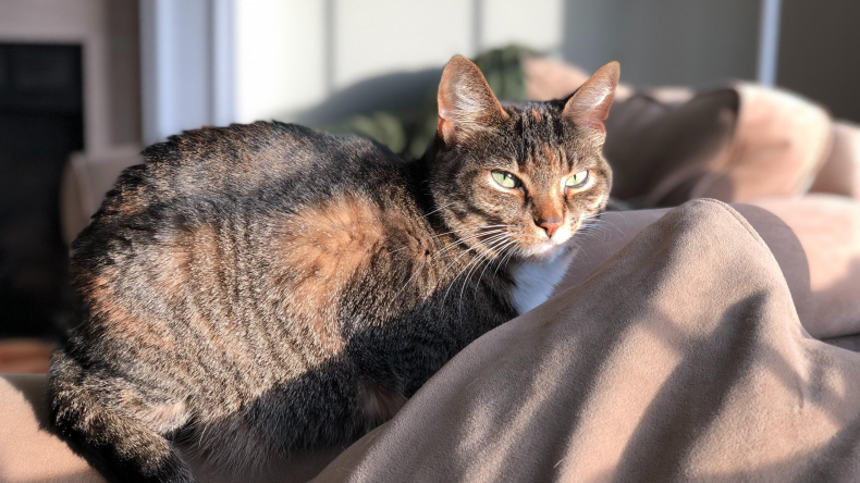 Cat resting on bed