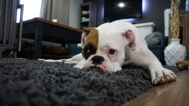 Bulldog resting on bed
