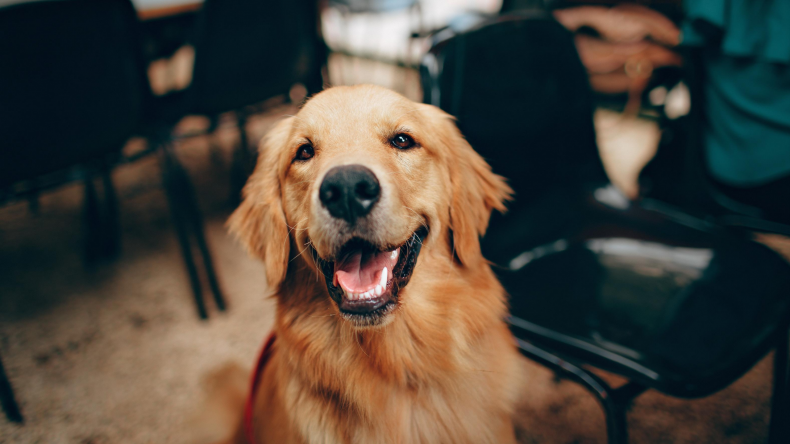 Happy golden retriever