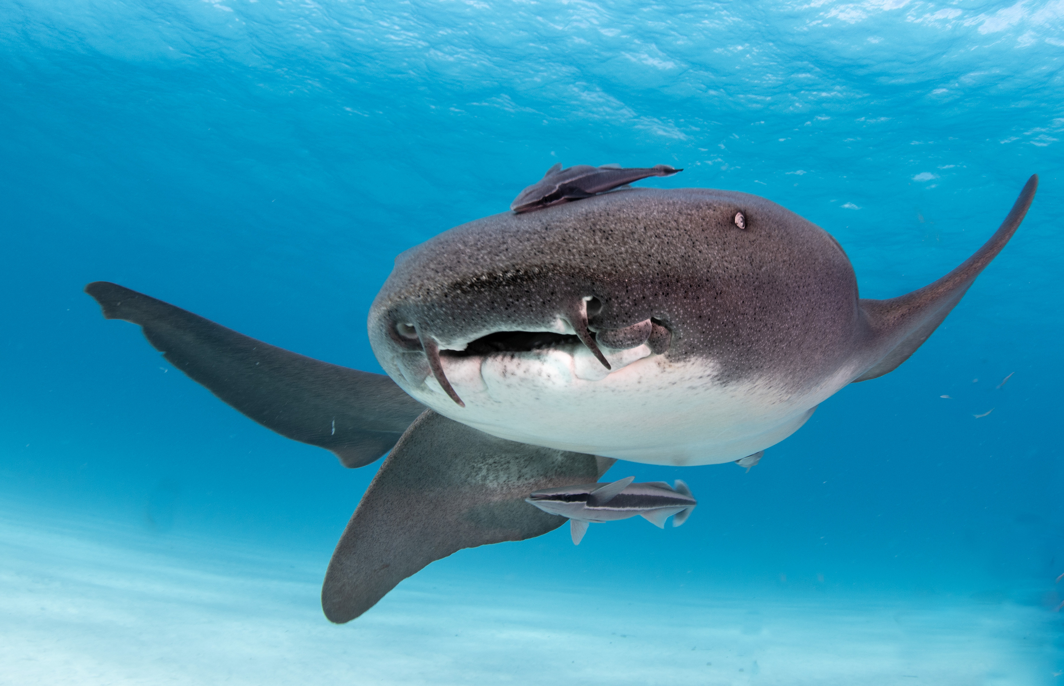 Прозвище усатой акулы 6 букв сканворд