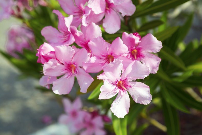 oleander plant