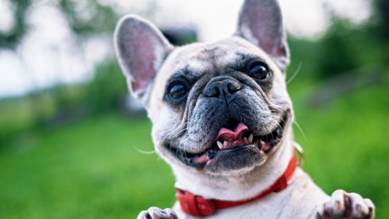 Happy pug smiling