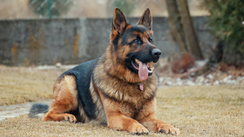 Happy german shepherd on grass