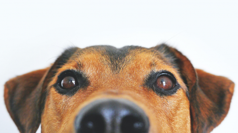 Smiling dog - half face