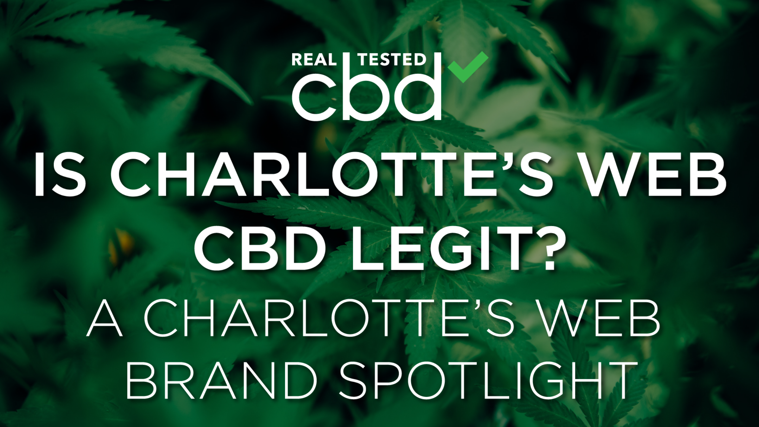 Newsweek AMPLIFY - Is Charlotte’s Web CBD