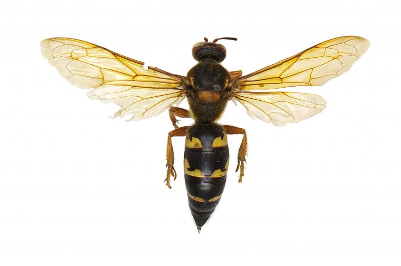 eastern-cicada-killer-murder-hornet
