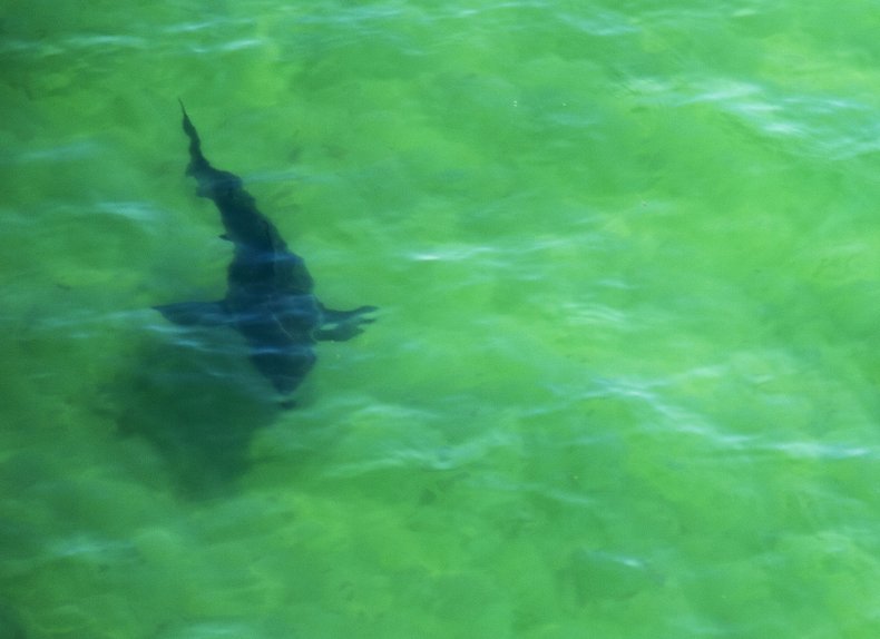 Great white shark