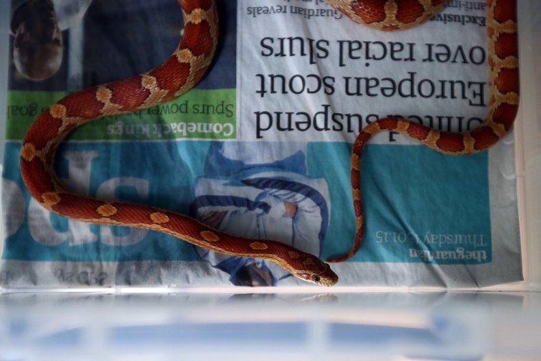 Corn Snake