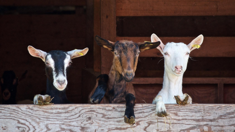 Newsweek AMPLIFY- Questions For Vegans