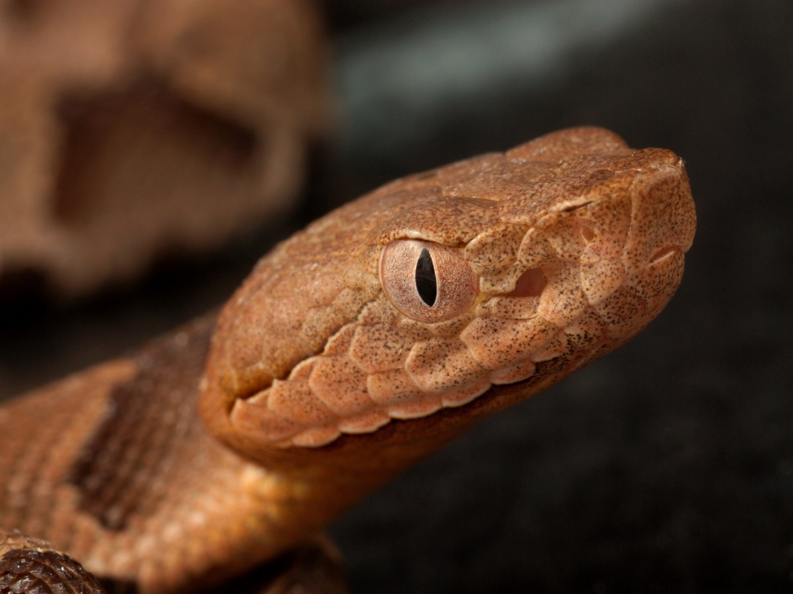 Tiny baby snake