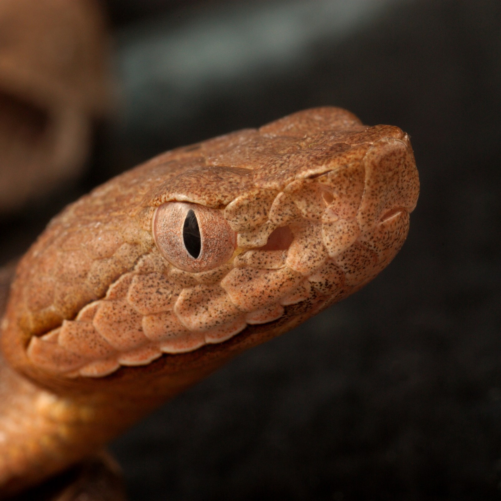 It S Baby Copperhead Snake Season Here S What You Need To Look Out For