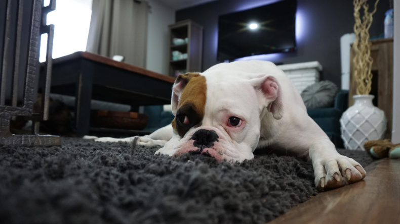 Sad bulldog