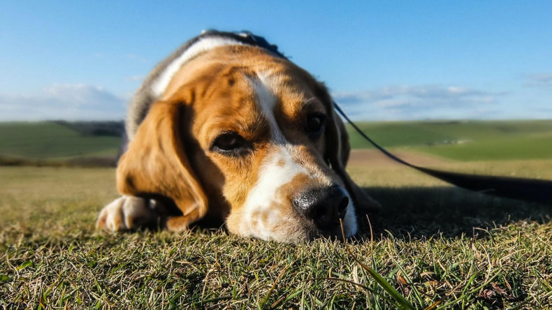 Sad beagle