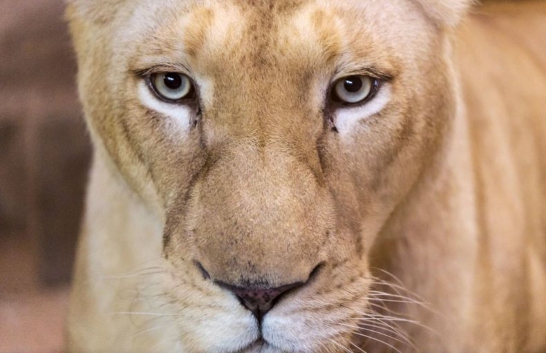 White lion