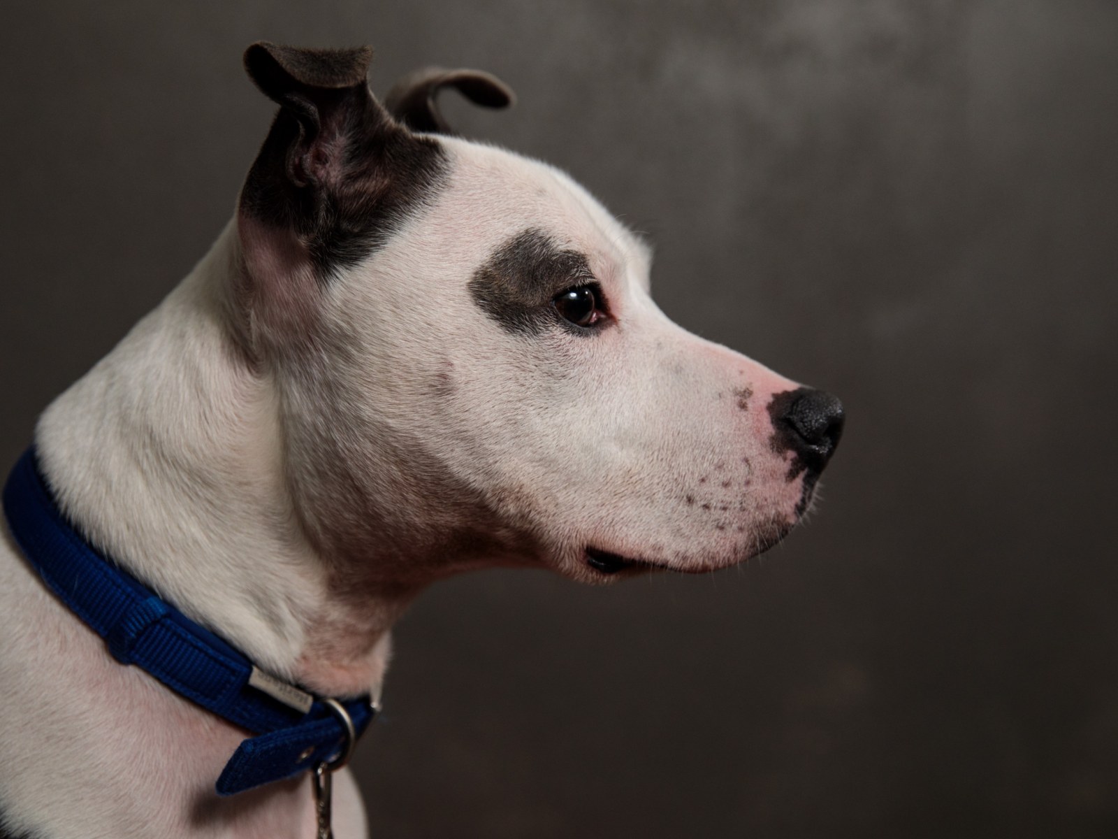 watch this disabled dog blissfully get