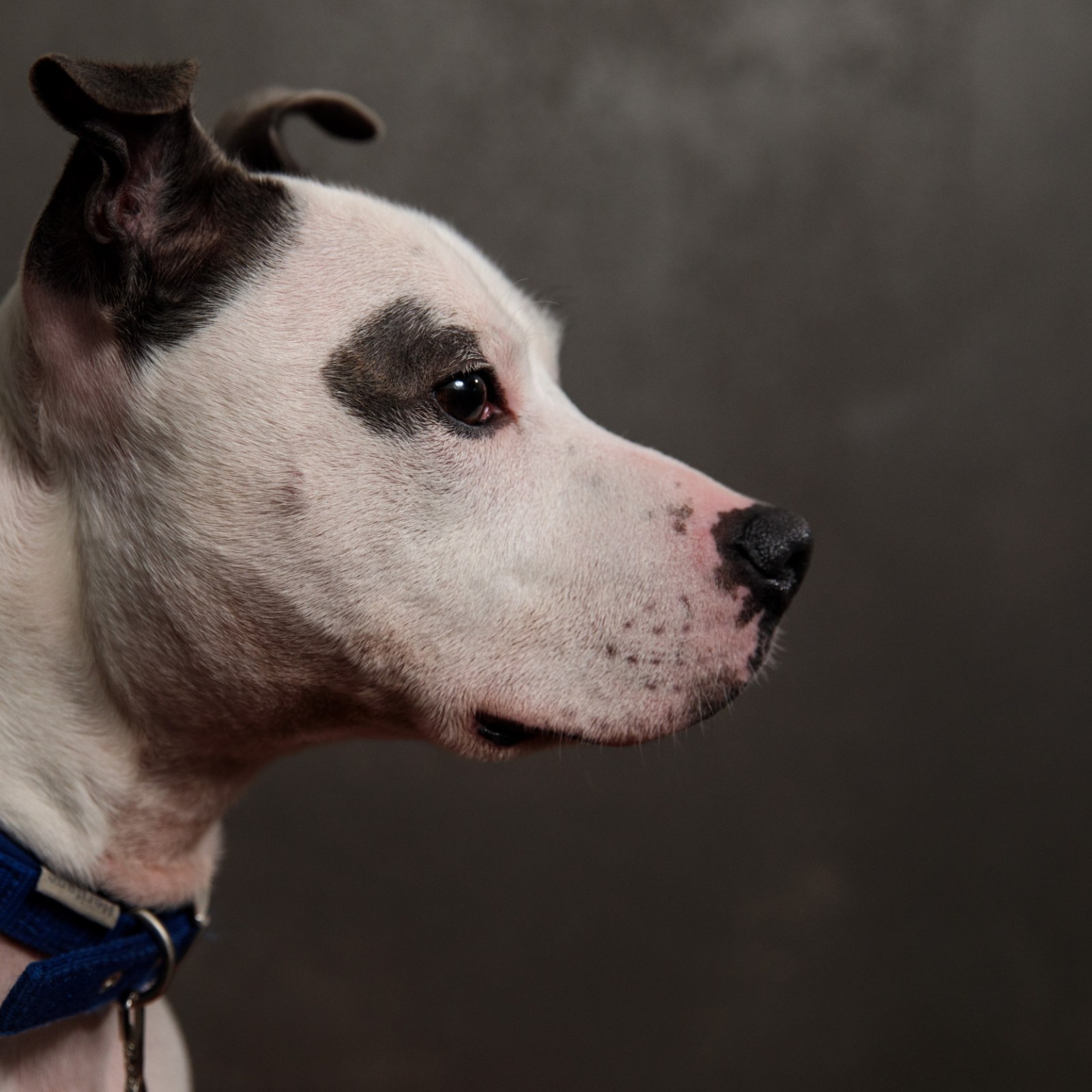 watch this disabled dog blissfully get