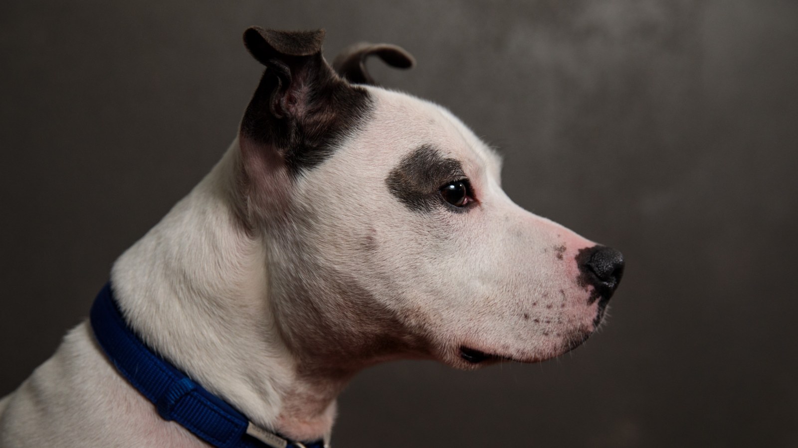 watch this disabled dog blissfully get