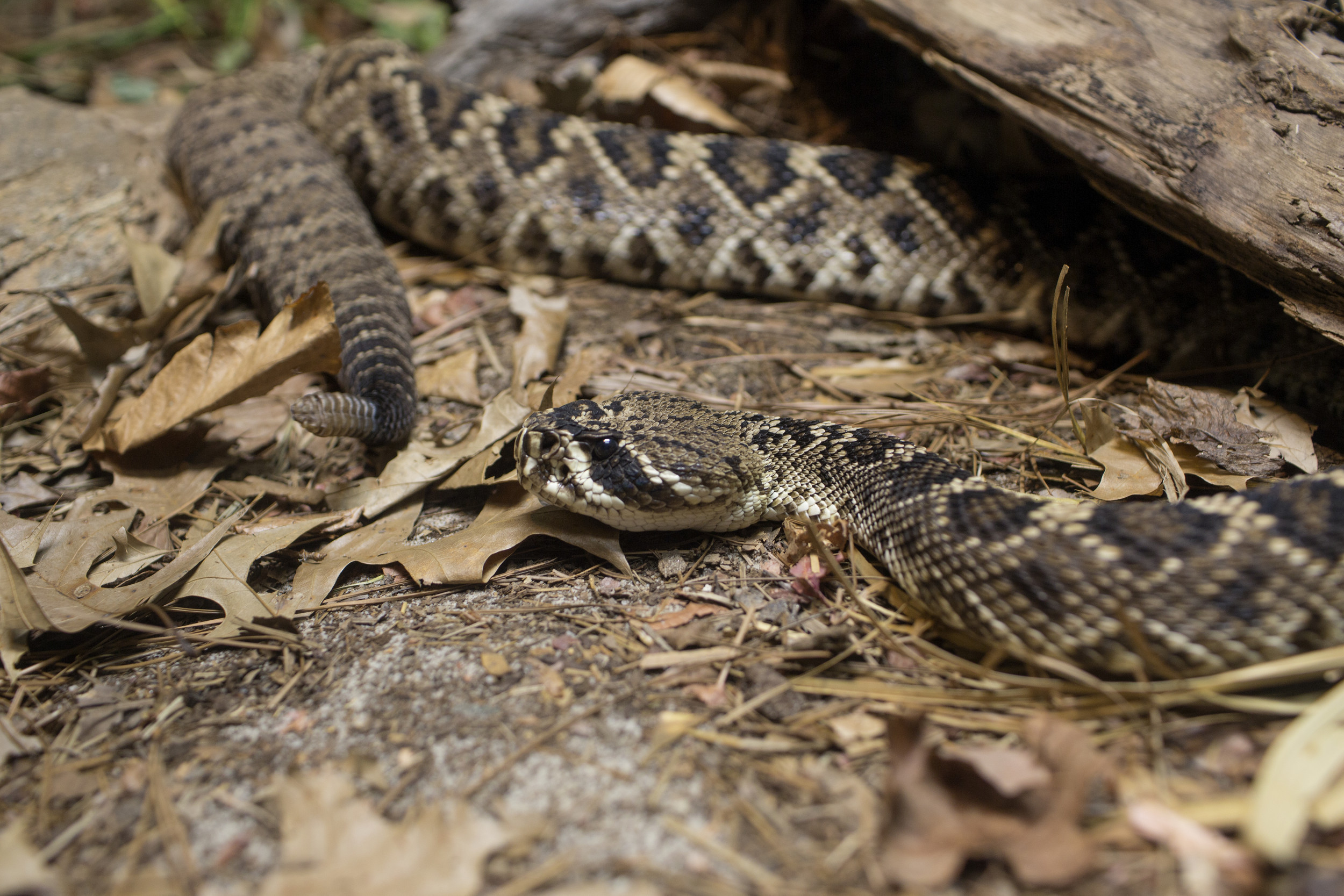 camouflage rattlesnake