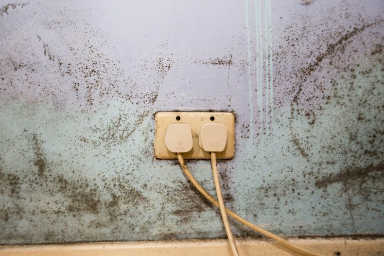 Mold
