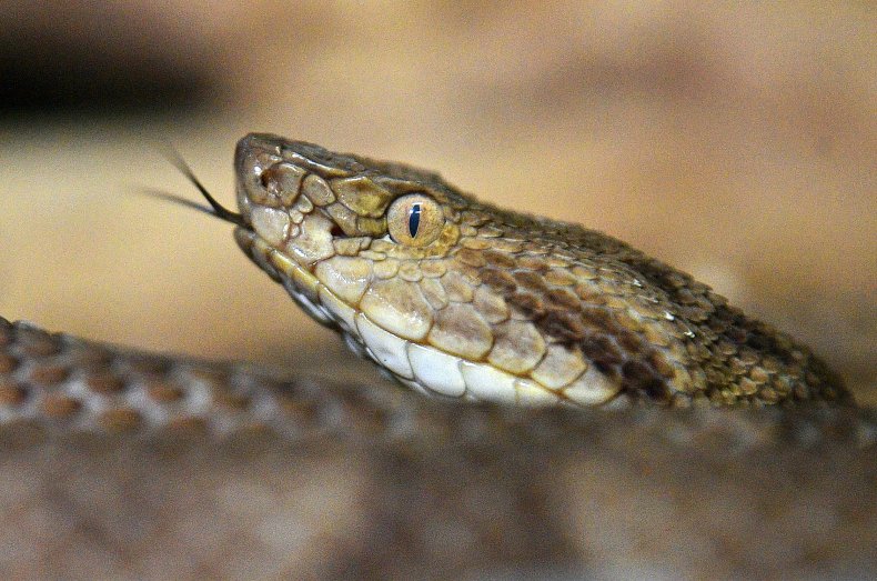 venomous golden lanshead snake