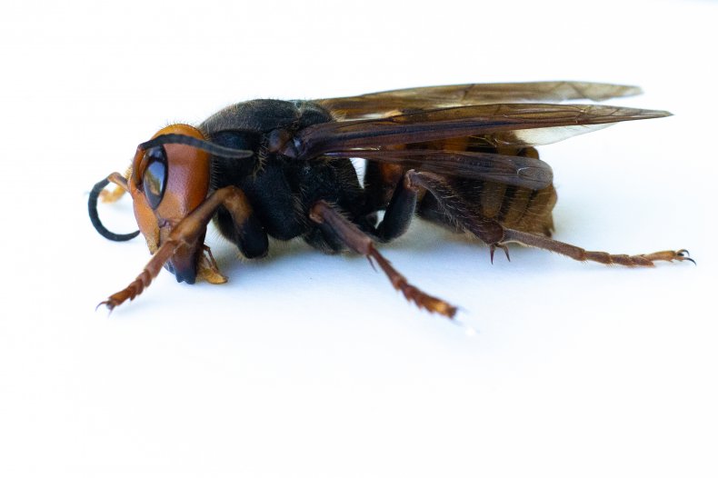 asian-giant-hornet